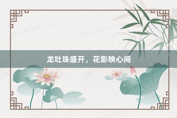 龙吐珠盛开，花影映心间